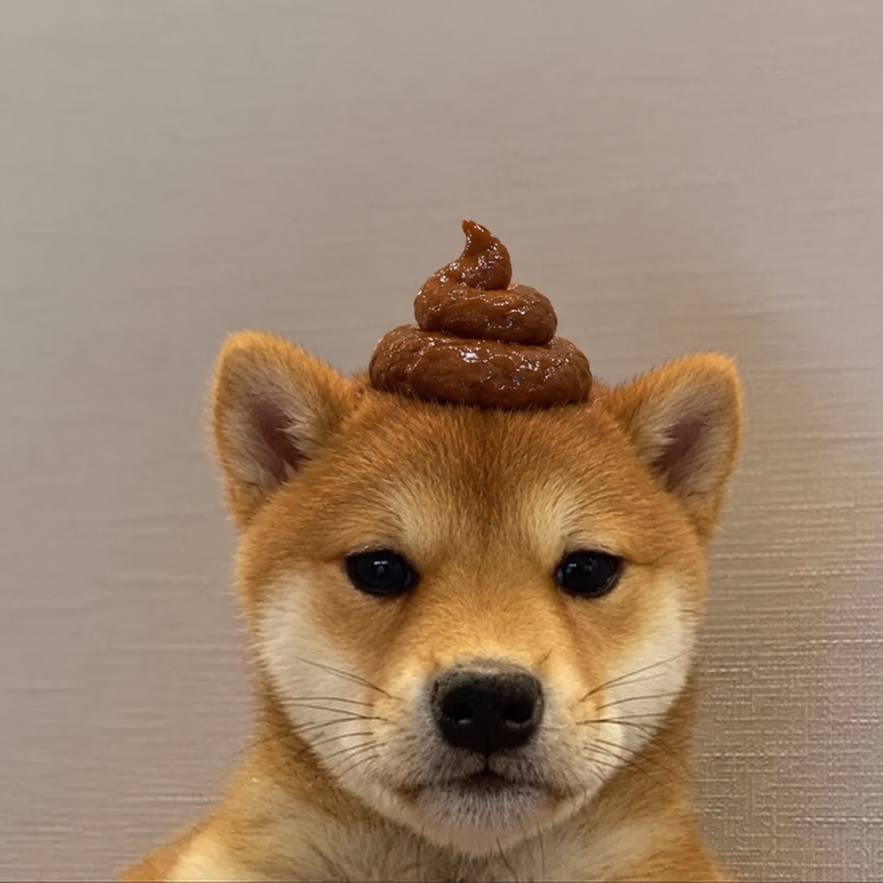 A Shiba Inu wearing a very questionable poop crown